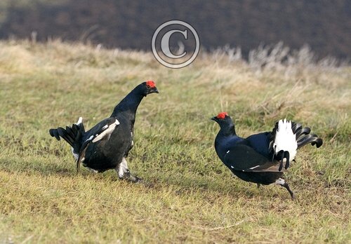 Pair Black Grouse Fighting DM1029